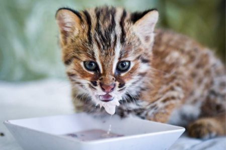 В зоопарке Хельсинки появился новый хищник – амурский лесной кот