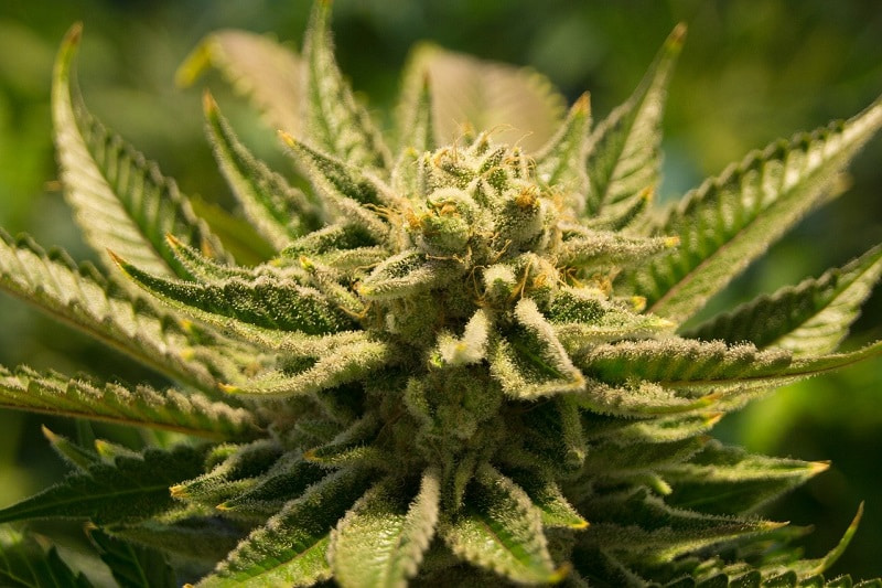Подборка семян конопли официальный семена марихуаны