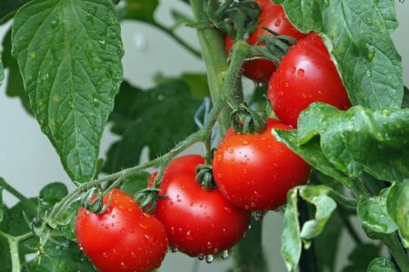 Эстонские хуторяне предлагают снизить НСО на продукты питания до латвийского уровня