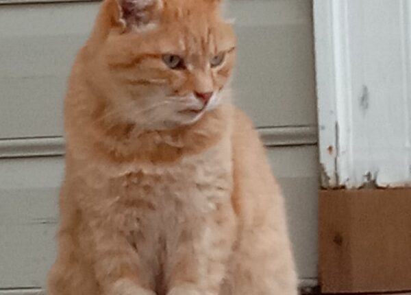 Пушкинъ котъ