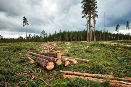 Рубить государственный лес в Эстонии перестали — на два месяца