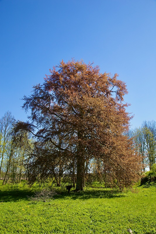 Красный бук из Эстонии может стать «Европейским деревом года» — Tribuna.ee